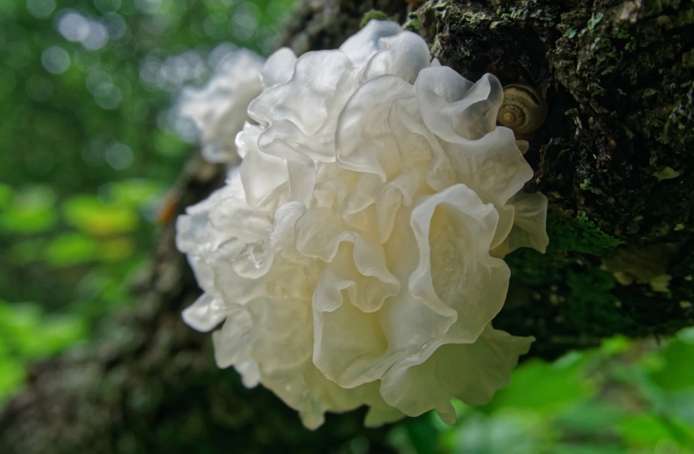 Tremella Mushroom